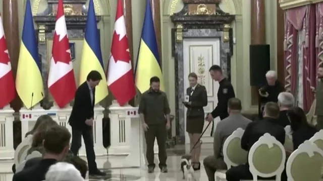 Ucraina, Zelensky premia Patron: il cane che ha individuato più di 200 esplosivi