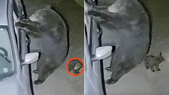 Mamma orsa forza lo sportello dell'auto, ma finisce male: il video virale