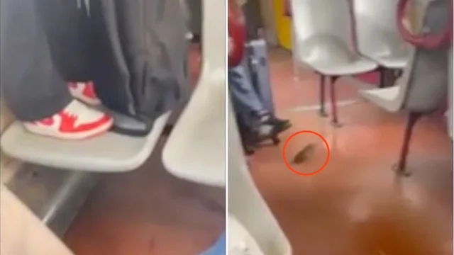 Un topo sul treno per Sorrento scatena il caos: il video