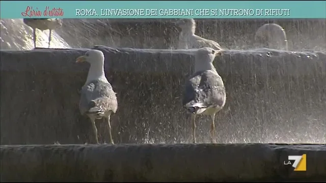 Roma, l'invasione dei gabbiani che si nutrono di rifiuti