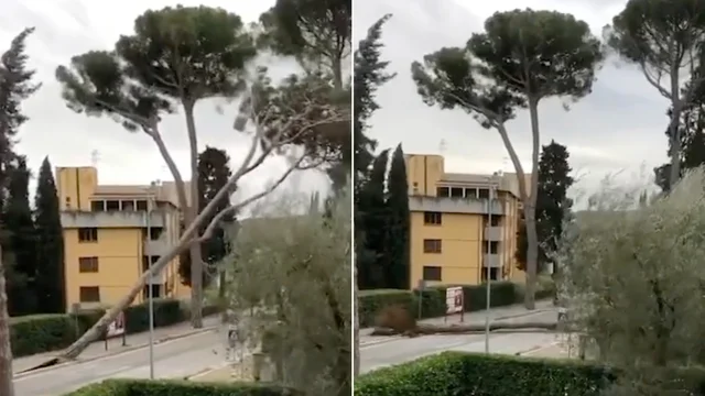 Maltempo in Toscana, a Montecatini crolla un albero sulla strada: le immagini impressionanti