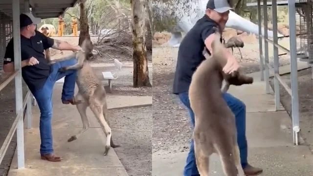L'incredibile rissa con il canguro: ecco come va a finire