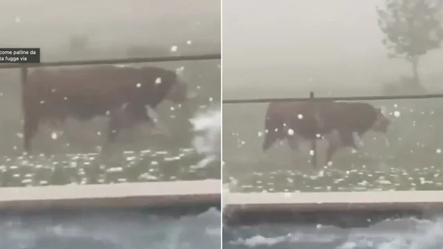 Grandine come palline da tennis, la mucca fugge all'impazzata