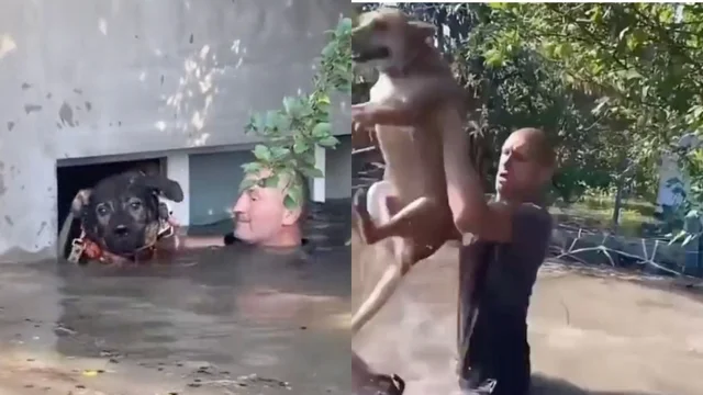 Diga distrutta, i cani a rischio annegamento messi in salvo in tutti i modi: i video dall’Ucraina