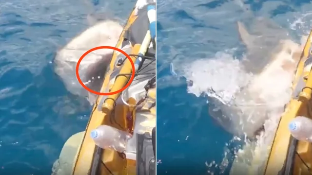 Enorme squalo attacca il pescatore: il video drammatico
