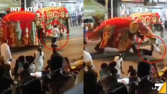 Elefante si imbizzarrisce durante una processione e colpisce il domatore: panico tra la folla