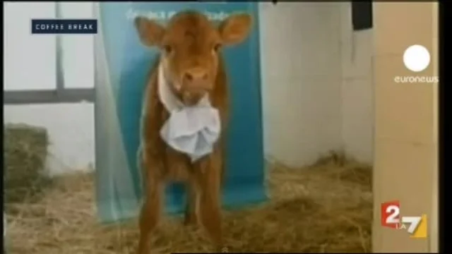 ROSITA, LA MUCCA CLONATA