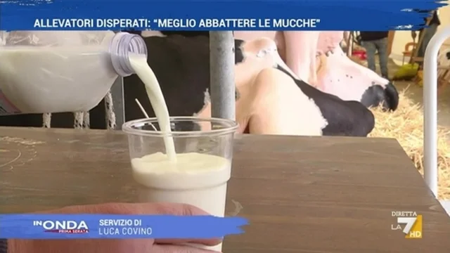 Allevatori disperati: Meglio abbattere le mucche"