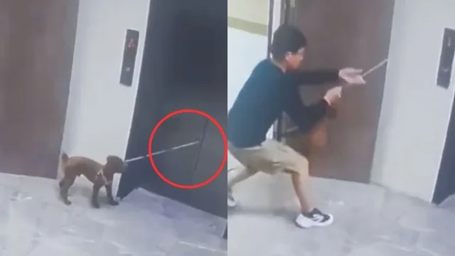 Il guinzaglio rimane incastrato nell'ascensore, il cane viene salvato così