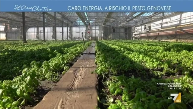 Caro energia, a rischio il pesto genovese