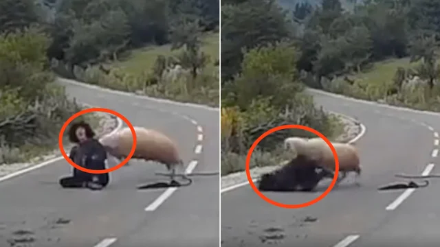 La pecora si ribella e attacca la pastora: il video è virale