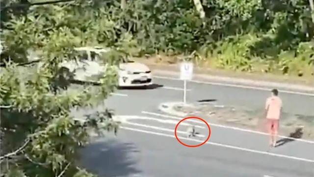 Il koala attraversa la strada e blocca il traffico: ecco cosa succede
