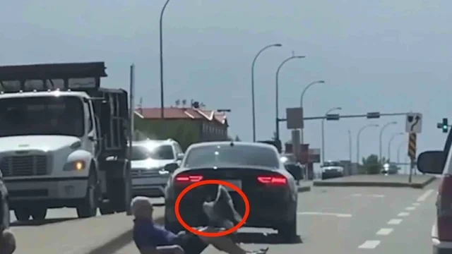 L'oca aggredisce l'uomo per proteggere i cuccioli: le immagini virali
