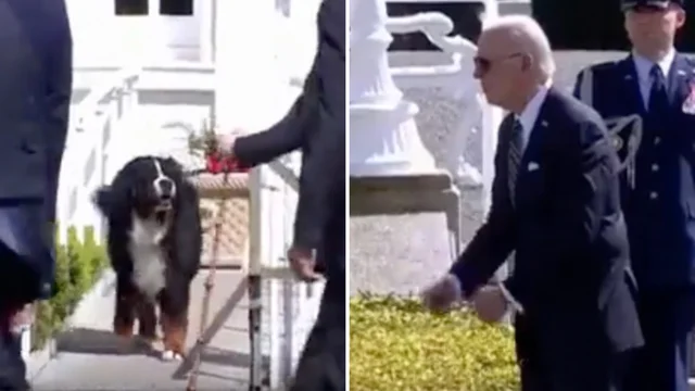 Il cane del presidente irlandese abbaia contro Biden: la reazione del Presidente