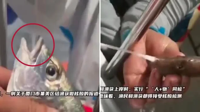 Cina, test Covid anche ai pesci appena pescati: il video