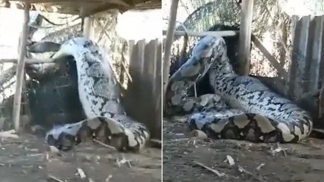 India, catturato un pitone gigante. Il video è impressionante