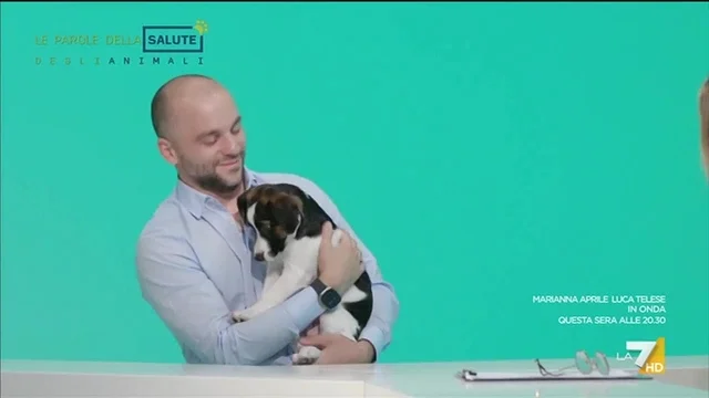 IL DIABETE MELLITO NEL CANE E NEL GATTO