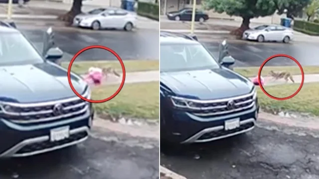 La bambina viene aggredita dal coyote, la reazione del padre terrorizzato