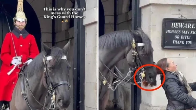 La donna fa una foto con la guardia reale a cavallo: la reazione dell'animale
