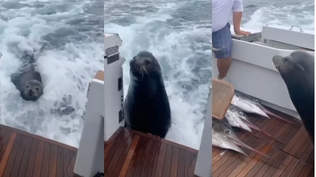 Il leone marino salta sulla barca per mangiarsi il pesce: il video è fantastico