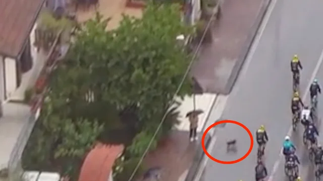 Giro d'Italia, il cane attraversa la strada e fa cadere i ciclisti