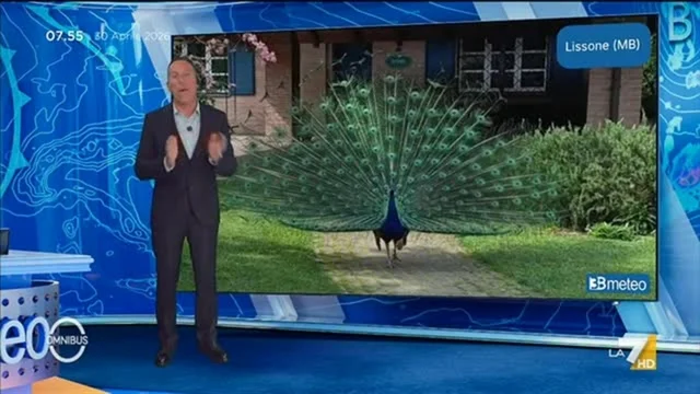 Omnibus Meteo