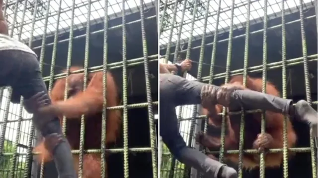 Turista si avvicina troppo alla gabbia dell'orango: il video della reazione è virale