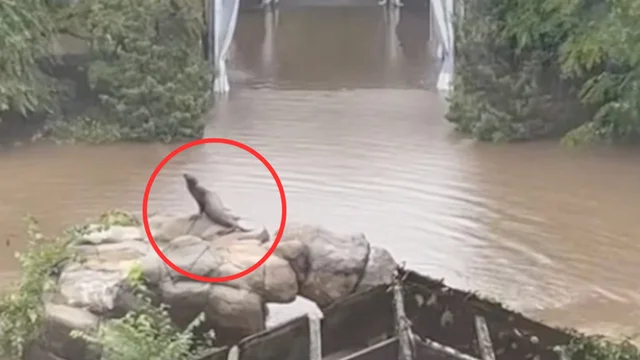 New York sommersa, gli animali dello zoo approfittano dell'alluvione per scappare dallo zoo