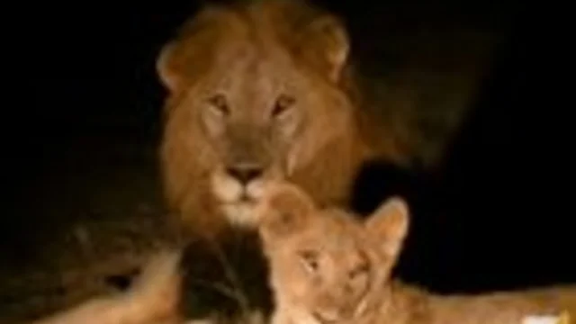 L'INCONTRO CON I LEONI