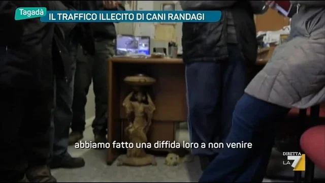 Il traffico illecito di cani randagi