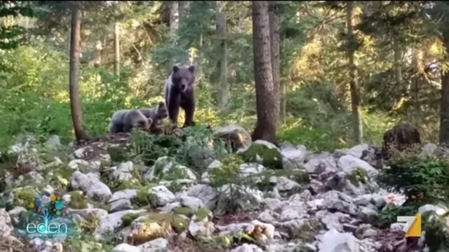 Gli orsi bruni della Slovenia