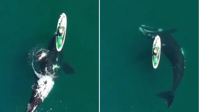 La balena danza sotto la tavola da paddle: le immagini spettacolari