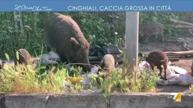 Cinghiali, caccia grossa in città