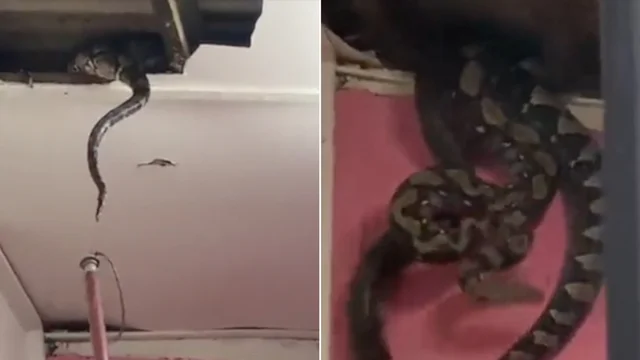 Serpente gigantesco crolla dal soffitto: le immagini shock