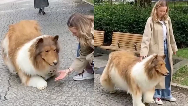 Giappone, un uomo spende 15mila dollari per trasformarsi in un cane