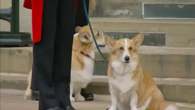 Muick e Sandy, i cani della regina attendono il feretro: il video