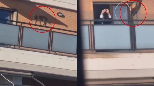 Roma, gatto legato e lanciato dal balcone: il giudice nega il sequestro, restituito al proprietario