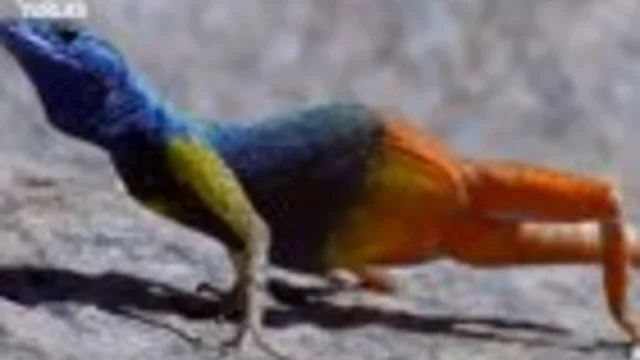 ANIMALI A SANGUE FREDDO