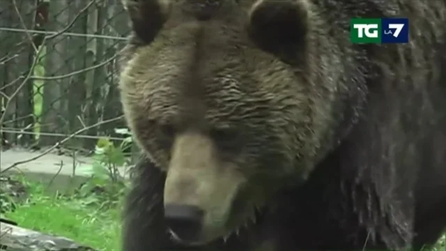 Catturata l'orsa Jj4, i veterinari contro l'abbattimento: "Non ne provocheremo la morte"