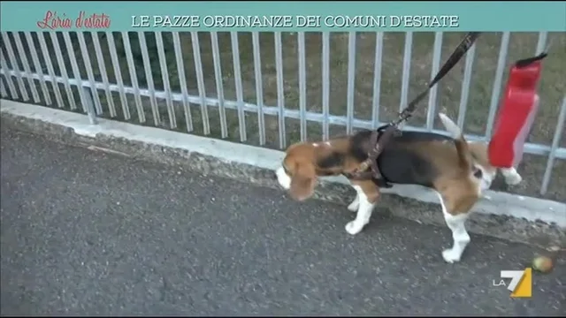 Multe per i padroni che non lavano la pipì dei cani