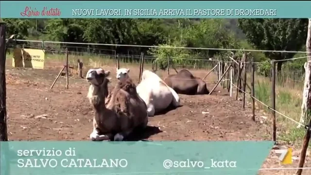 Nuovi lavori, in Sicilia arriva il pastore di dromedari