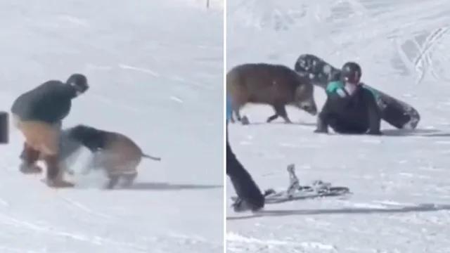 Il cinghiale sulla neve si accanisce contro due snowboarder