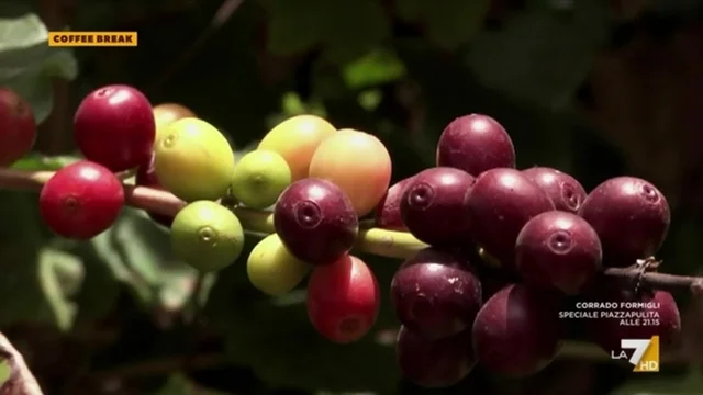 Come cambia l'agricoltura in Sicilia fra avocado, mango e caffè