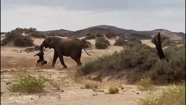 Il cucciolo di elefante muore di sete: il dolore della madre