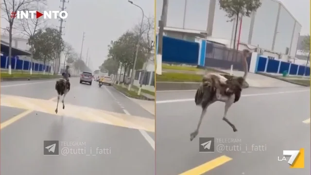 Vietnam: struzzo in fuga tra le auto, il video che sta facendo il giro dei social