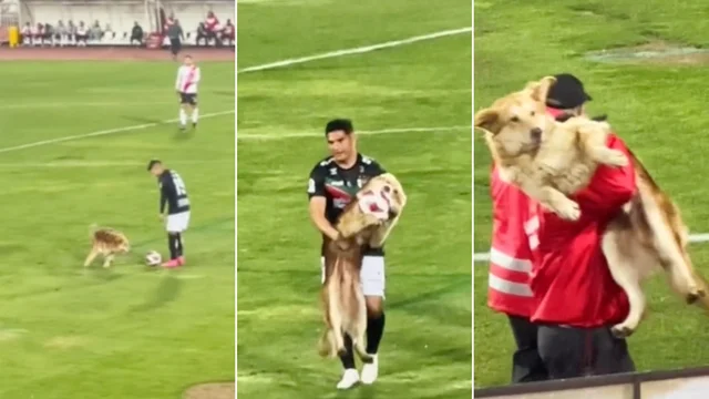 Invasione di campo del cane che viene scortato fuori così
