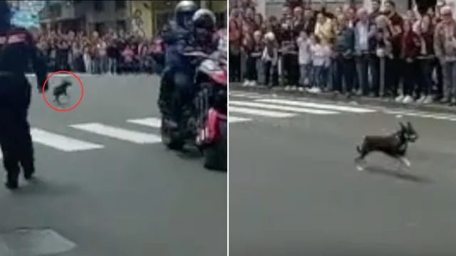 Giro d'Italia, il cane in strada poco prima dell'arrivo dei ciclisti: attimi di paura