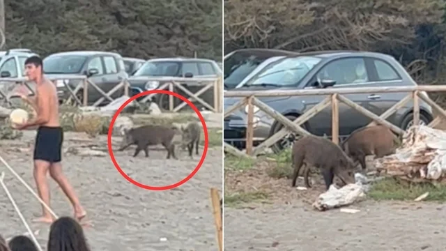 Ansedonia, i cinghiali in spiaggia banchettano tranquilli tra i bagnanti: il video è virale