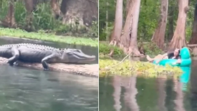 Tre donne sul materassino lungo il fiume, l'alligatore è in agguato: la reazione è sorprendente