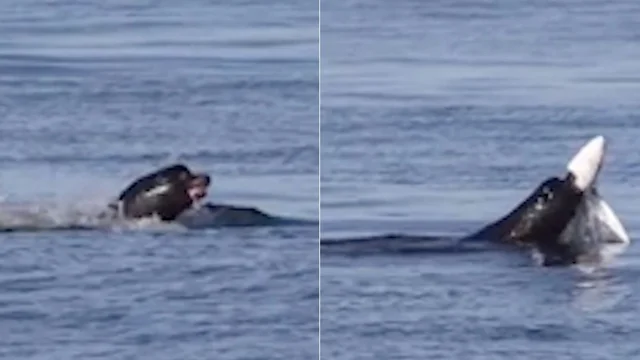 Leone marino azzanna uno squalo: il video incredibile